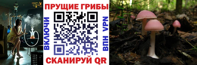 Галлюциногенные грибы Psilocybe  Купить где  Велиж 